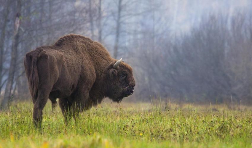 European Bison (Bison bonasus)