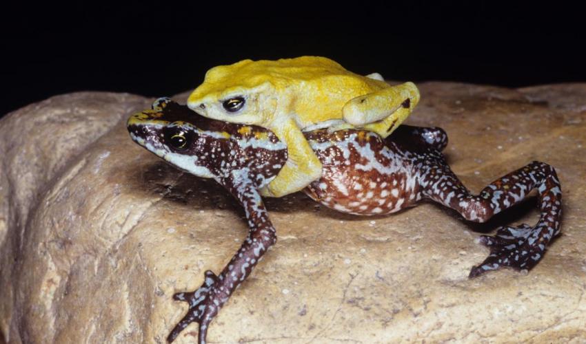 Atelopus chiriquensis