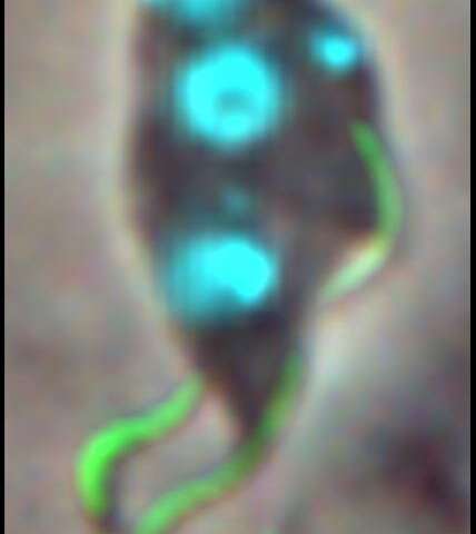 Sex cells in parasites are doing their own thing