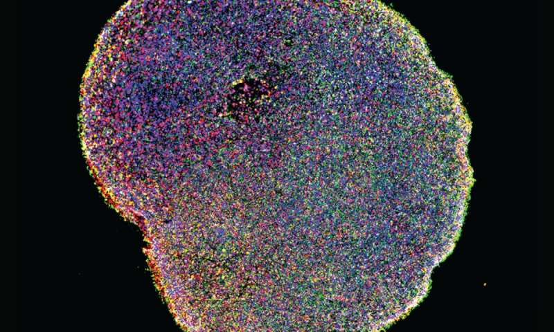 Organoids emerge as powerful tools for disease modeling and drug discovery