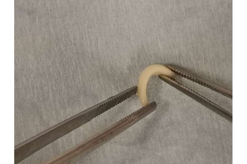 3-D printed cartilage is shaped into a curve suitable for use in surgery to rebuild a nose. The technology could eventually replace the traditional method of taking cartilage from the patient's rib, a procedure that comes with complications. Credit: University of Alberta U of A researchers successfully use 3-D 'bioprinting' to create nose cartilage