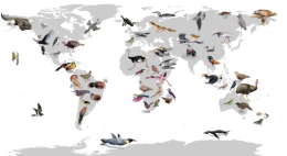 The study presents 257 new bird genomes that expand the sequenced genetic material during the first phase and expand the sequenced genetic material and shed light on the evolution of the genomic diversity among bird lineages.