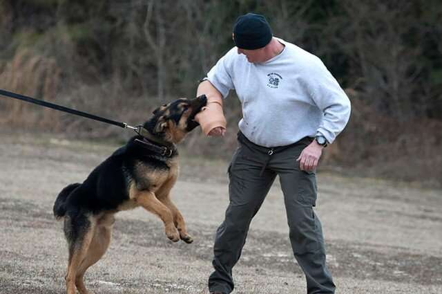 Credit: The Army Research Laboratory Army scientists develop realistic canine bite sleeve to improve training