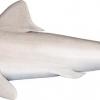 Lost shark