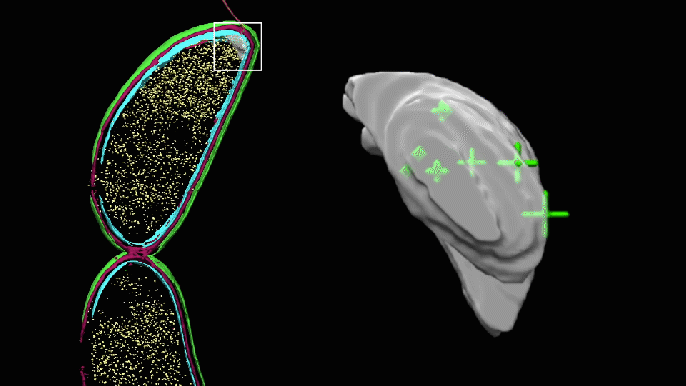 A rotating 3D image of the seemingly empty pocket at one end of a Caulobacter cell now shows the precise locations of PopZ molecules. The pocket looks lumpy because it has been manually colored in to highlight the area where researchers thought the molecules might be, but couldn't identify directly in cryoelectron tomography. Credit: Peter Dahlberg et al., <i>PNAS</i>, 8 June 2020 New technique pinpoints locations of individual molecules in their cellular neighborhoods