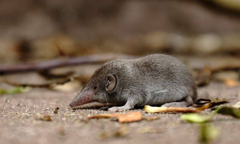 Credit: Pixabay/CC0 Public Domain shrew
