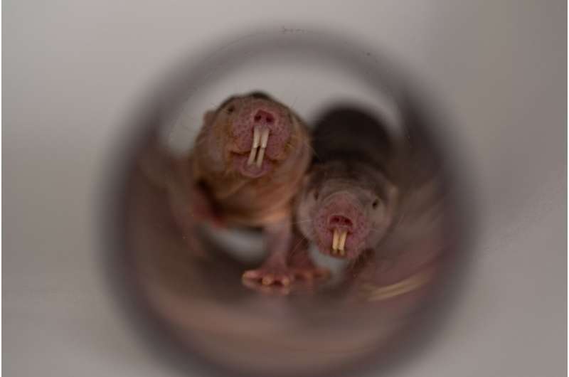 Naked mole-rats are eusocial animals. Within their colonies there is a strict hierarchy which affects how the rodents overtake each other in their tunnels. They also chirp constantly -- for example to greet each other. Credit: Colin Lewin Naked mole-rats speak in dialect