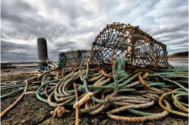 Familiar organisms like lobsters could be affected by changing ocean conditions in the Northeast in the coming decades . Credit: Pixabay/CC0 Public Domain lobster