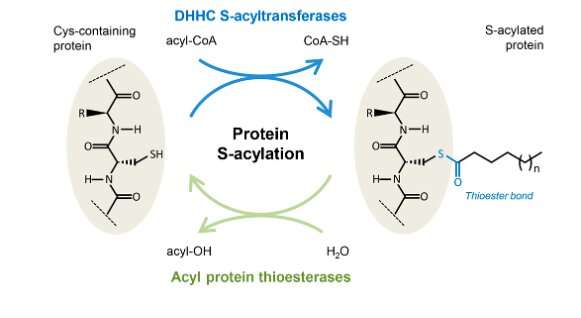 The acylation-deacylation cycle in the cell. Credit: Gisou van der Goot (EPFL) Revealing the way a critical enzyme works in the cell