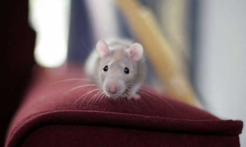Credit: Pixabay/CC0 Public Domain mouse