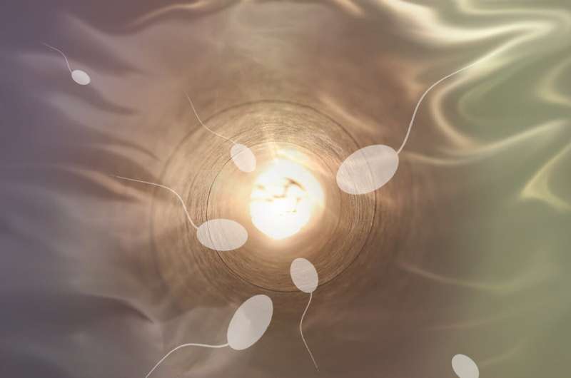 Credit: Pixabay/CC0 Public Domain sperm