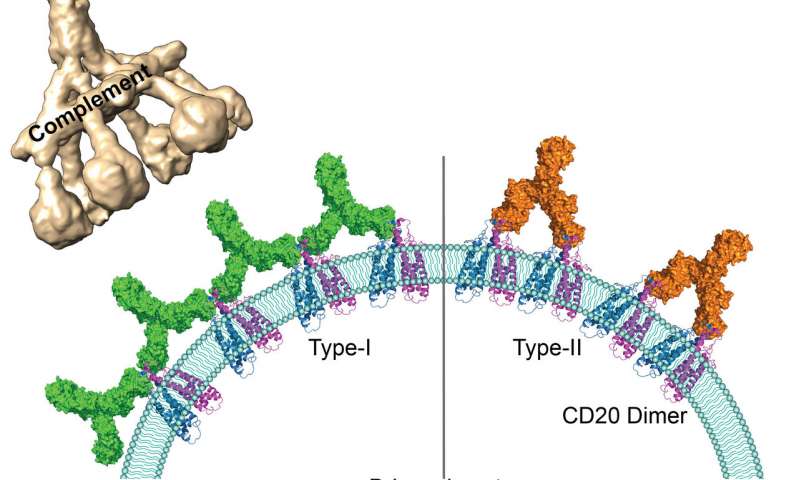 Human antigen CD20 molecules (blue and pink) expressed on the surface of B cells are recognised by type 1 (green), and type 2 (orange) therapeutic antibodies. Only type 1 antibodies can potently recruit complement C1 component (light brown) to elicit complement pathway. Credit: Nicolas Reyes The behavior of therapeutic antibodies in immunotherapy