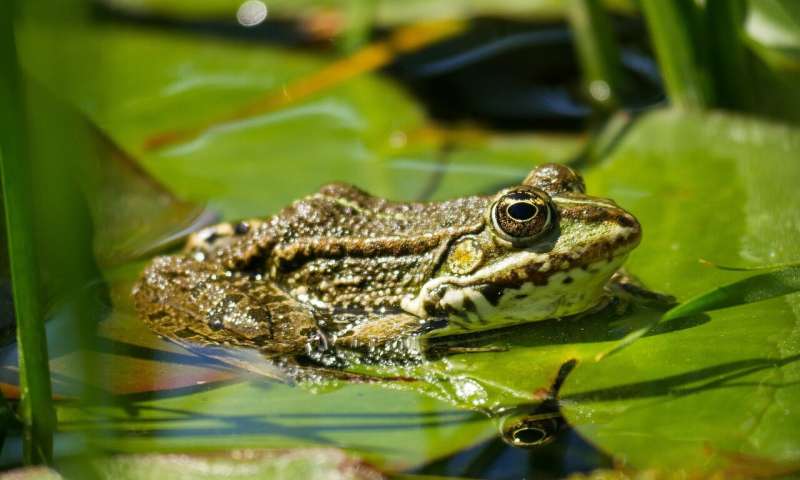 Credit: CC0 Public Domain frog