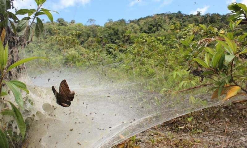 Social spider nest in Ecuador. Credit: University of Portsmouth The benefits of being social, from a spider’s perspective