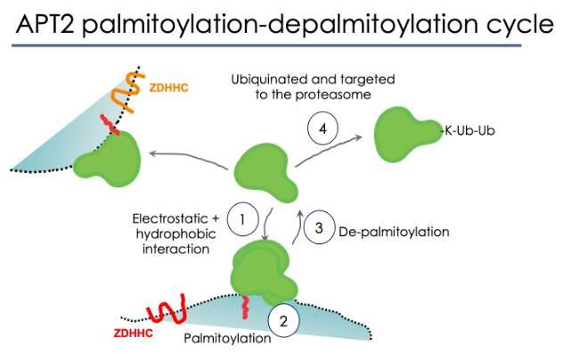 The palmitoylation-depalmitoylation cycle of APT2. Credit: Gisou van der Goot (EPFL) Revealing the way a critical enzyme works in the cell