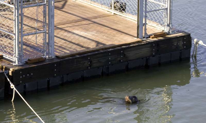 In this Feb. 27, 2009 file photo, a California sea lion swims near the entry to a sea lion trap on the Columbia River near Bonneville Dam in North Bonneville, Wash. Federal authorities on Friday, Aug. 14, 2020 granted permission for Washington, Oregon, Idaho and several Native American tribes to begin killing hundreds of salmon-hungry sea lions in the Columbia River and its tributaries over the next five years. (AP Photo/Don Ryan, File) US allows killing sea lions eating at-risk Northwest salmon
