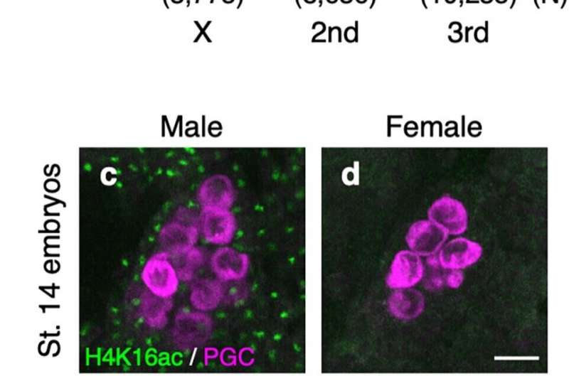 X marks the spot: How genes on the sex chromosomes are controlled