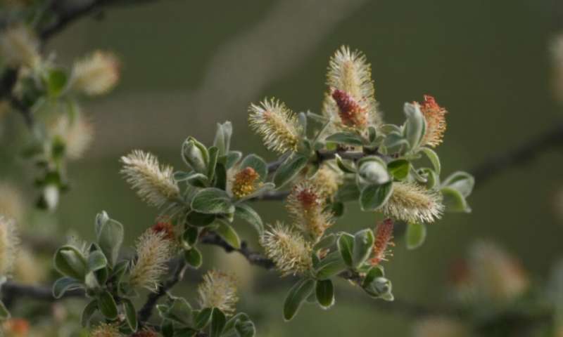 A gray willow flowers in Greenland. Credit: Eric Post/UC Davis As Sea Ice Disappears, A Greener and Browner Arctic Emerges