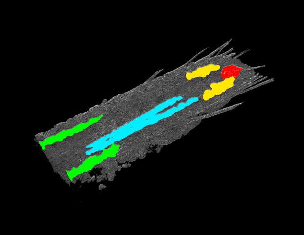 Researchers captured 3D images of the regions of the Drosophila central nervous system that are activated in response to noxious stimulation. The posterior medial center (red), which is located between sensory- and motor-related regions of the nervous system, is important for making behavioral decisions. Credit: Yujia Hu, U-M Life Sciences Institute New study reveals how the nervous system mutes or boosts sensory information to make behavioral decisions