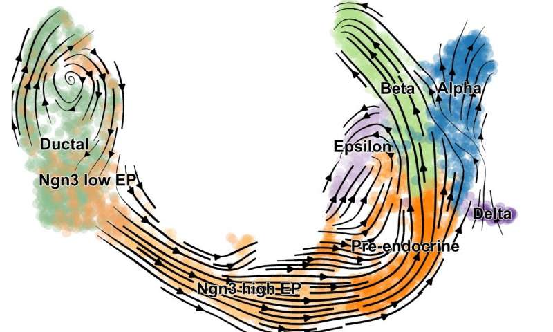 scVelo reveals fine-grained insights into the developmental processes in the pancreas. Credit: Helmholtz Zentrum München AI & single-cell genomics