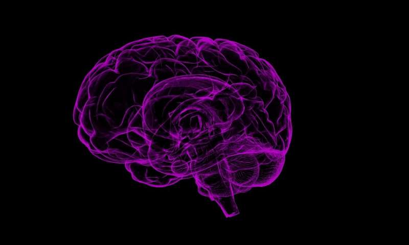 Credit: CC0 Public Domain brain
