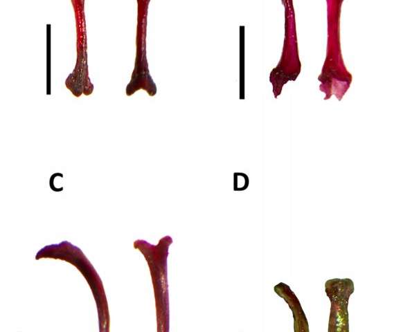 The bacula, or penis bones, of the bats described in this paper. The tiny bones have been dyed red so that they're easier to isolate. Credit: (c) Ara Monadjem Penis bones, echolocation calls, and genes reveal new kinds of bats