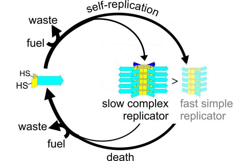 The life cycle of complex and more simple replicators. The complex replicators are produced at a slower rate than the simple replicators, but as they are more resistant to breakdown ('death'), they can gain the upper hand. Credit: Sijbren Otto, University of Groningen Death enables complexity in chemical evolution