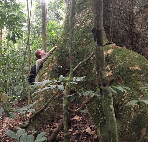 Nicholas School Ph.D. student Graden Froese admires a forest giant in Ivindo National Park, Gabon. Credit: Duke Research Blog Saving Africa’s biggest trees to help Earth breathe