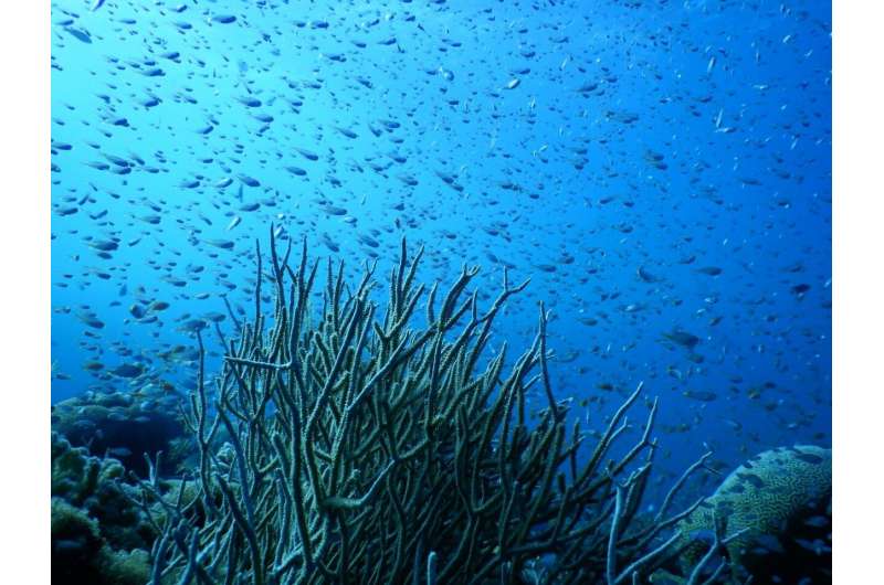 In the northern Red Sea and Gulf of Aqaba, corals have exceptionally high tolerance to increasing seawater temperatures resulting from global warming. However, climate change will also result in more variable weather patterns, including extreme cold periods. Researchers from Israel's Bar-Ilan University and Interuniversity Institute for Marine Science in Eilat now demonstrate that a winter even 1°C cooler than average results in a physiological stress response similar to that seen in other corals under heat stress, detailing how perilously close they live to their lower temperature threshold. Credit: Prof. Maoz Fine, Bar-Ilan University Northern Red Sea corals live close to the threshold of resistance to cold temperatures