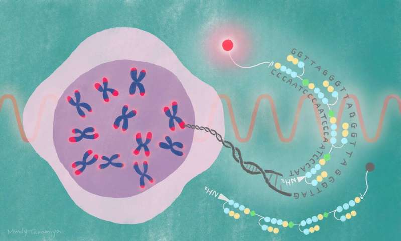 A fluorescent compound was attached to the PIP that targets the DNA repeating sequence found in telomeres. This probe, called SiR-TTet59B, enables observation of telomeres in action. Credit: Mindy Takamiya/Kyoto University iCeMS Near-infrared probe decodes telomere dynamics