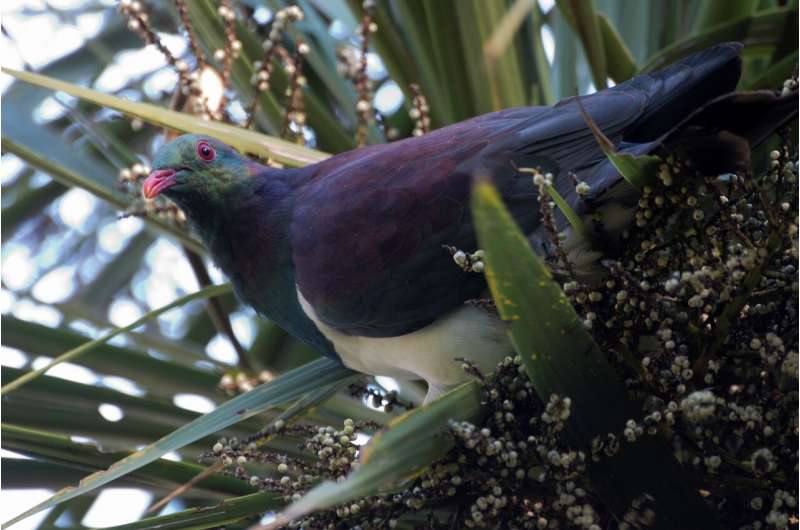 Predators kill kererū, but it's lack of food that stops them bouncing back