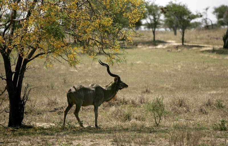 The Selous game reserve in Tanzania, which could be stripped of World Heritage status after poachers have run amok. The Selous game reserve in Tanzania, which could be stripped of World Heritage status after poachers have run amok
