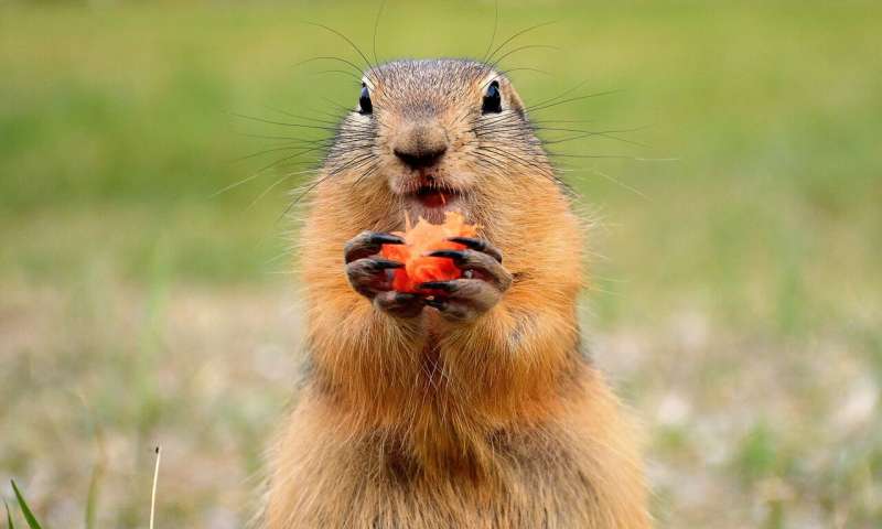 marmot