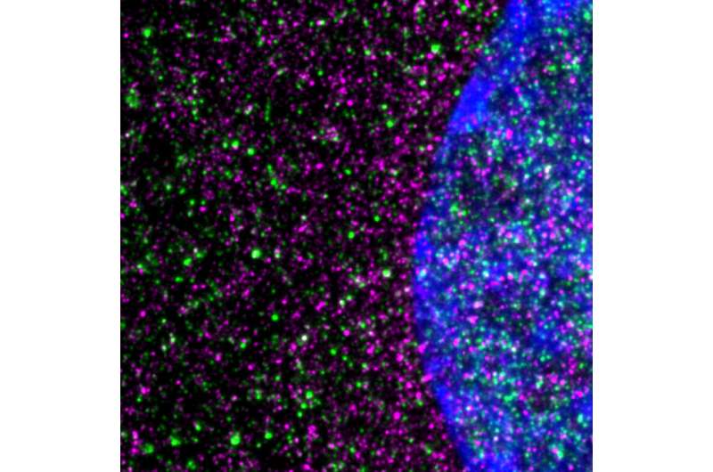 Disease-causing huntingtin, shown in red, interacts with ribosomes, shown in green, in a striatal neuron. The nucleus is blue. Credit: Nicolai Urban of Max Planck Institute for Neuroscience in Jupiter, Florida. Huntington's disease driven by slowed protein-building machinery in cells