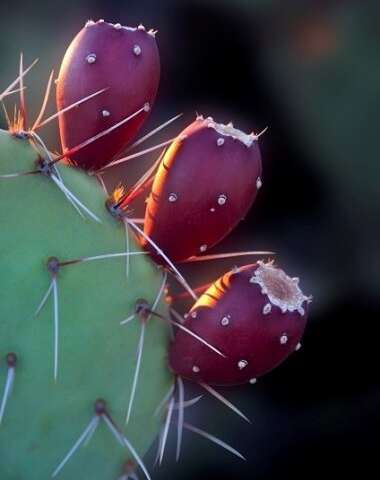 Desert plants like prickly pear cactus have evolved strategies to cope with heat and drought. Credit: Tucson City of Gastronomy Researchers propose climate-smart desert food production model for land and human health