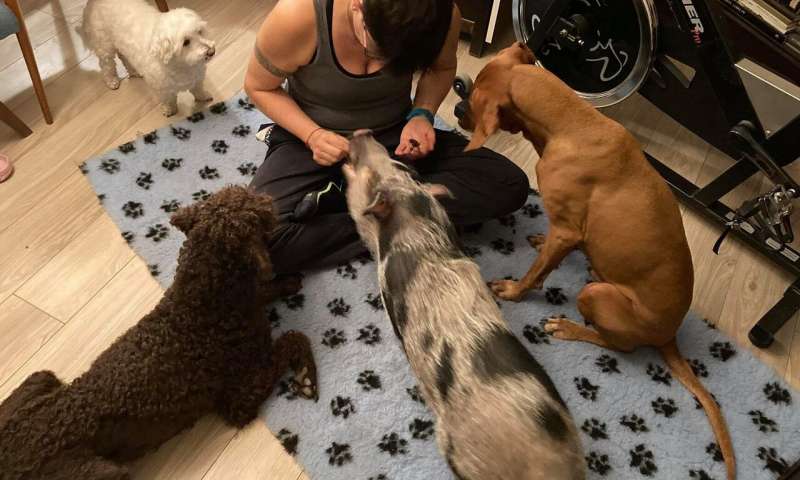 Family pigs prefer their owner's company as dogs do, but they might not like strangers