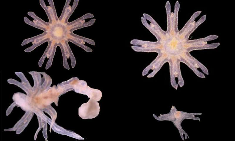 Comparison of germ-free (bottom row) and natural epyhrae: The external appearance shows that jellyfish without a natural microbiome are affected in their fitness. Credit: Dr Nancy Weiland-Bräuer Life cycle of moon jellyfish depends on the microbiome
