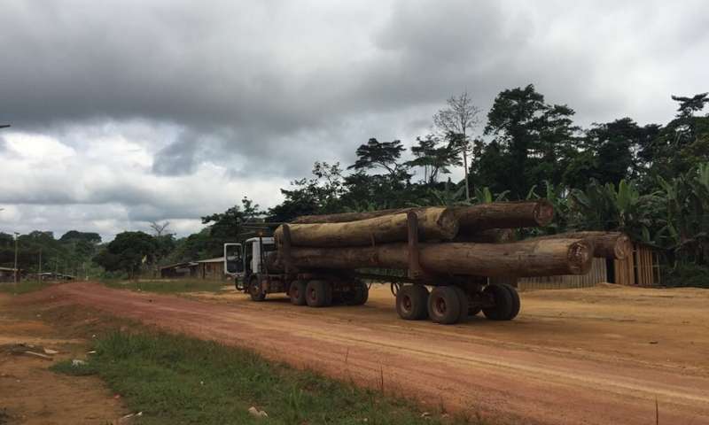 Unfortunately, even Gabon’s ‘small’ trees make for spectacular felled logs. Credit: Duke Research Blog Saving Africa’s biggest trees to help Earth breathe