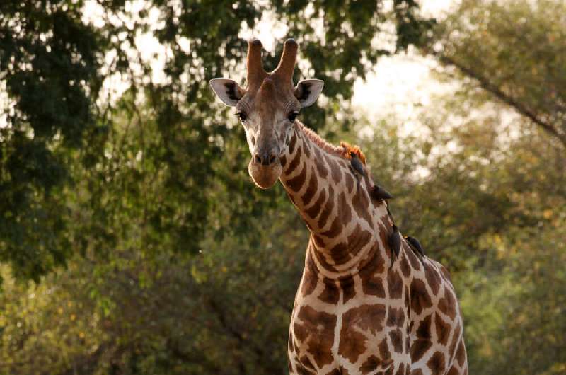 The Kordofan giraffe is one of seven subspecies within giraffes. Researchers have now sequenced its genome for the first time. Credit: Fiona MacKay, Pretty Fly Photography Comprehensive genetic analyses confirm four different giraffe species and seven subspecies