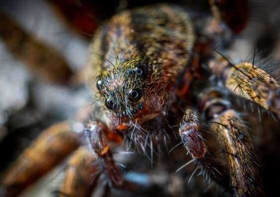 Finding yourself trapped in a room full of spiders – and feeling them slowly crawl over you – was one of the scary stories used in the experiment. Credit: Unsplash People with mind-blindness not so easily spooked