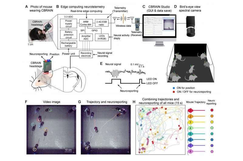 (A to D) Schematic diagrams of the CBRAIN system. (A) Photo of a mouse wearing the 2.6-g-weight CBRAIN headstage. (B) A headstage consisting of an amplifier, edge computing processor, telemetry, and LEDs records, analyzes, transmits BLA signals, and reports the neural activity. A high-speed bird's-eye view spectral camera records the group behaviors and LED lights. (C) The data acquisition software CBRAIN Studio synchronizes and records neural signals from multiple mice. (D) A schematic diagram of the experimental setup for CBRAIN. Here, the blue and red dots represent the tracking and the neuroreporting LEDs. (E) An example trace of the neural signal in the amygdala that contains gamma oscillations (top) and gamma oscillation detection by edge computing (bottom). (F to H) Example of CBRAIN neurolabeling data with trajectories. (F) Captured image frame with identity markers. (G) A frame of video with the trajectory and neuroreporting events provided by CBRAIN for eight mice over a period of about 1 s. (H) The trajectories and neuroreporting events for all mice over a 15-s time period. Credit: Korea Institue of Science and Technology(KIST) Flickering the neural activities with LED lights