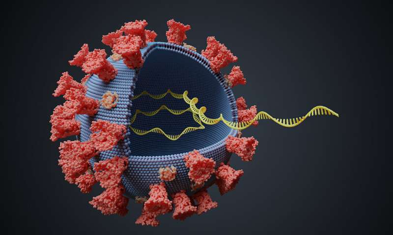 mycoviruses are viruses that specifically infect fungi and